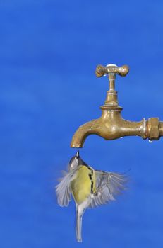 Flying great tit drinking from faucet against of blue background. Isolated.