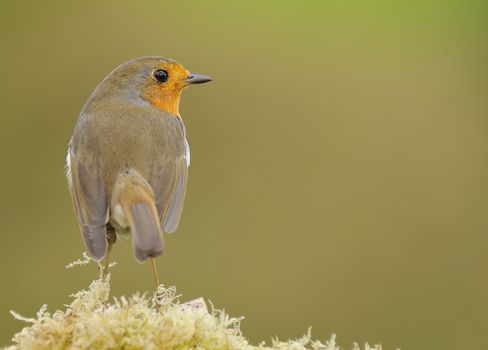 Small robin on fern against of green background