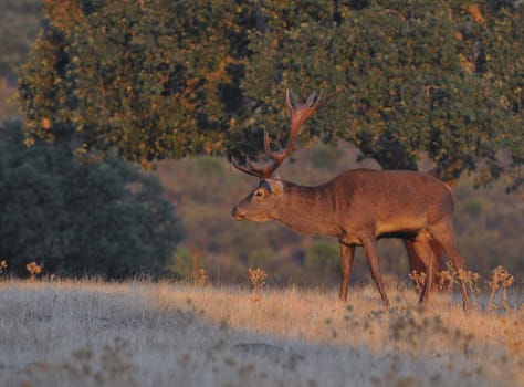 Portrait of majestic powerful adult red deer stag in autumn meadow.