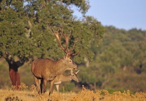 Portrait of majestic powerful adult red deer stag in autumn meadow.