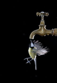 Close-up of flying bird drinking from faucet against of black background