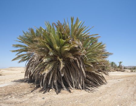 Large date palm tree Phoenix dactylifera in an isolated arid desert landscape