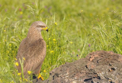 Close-up of black kite looking away while sitting in grass against unfocused green background