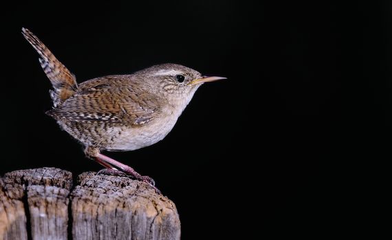 Winter wren, Troglodytes troglodytes on black background.