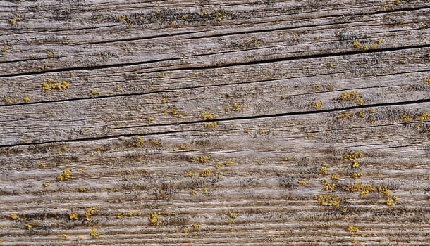 Old wooden planks covered with moss in daylight