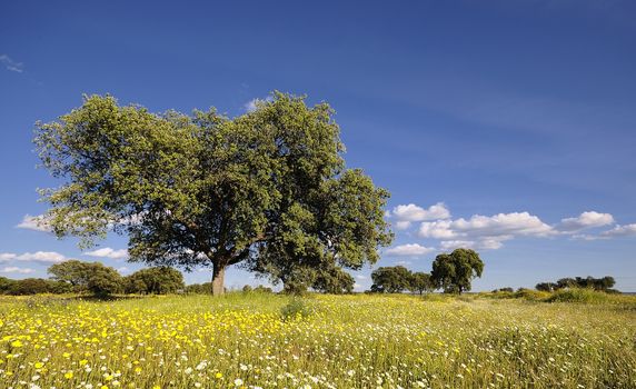 View on bright summer meadow with flowers and cork oak