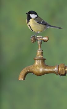 Close-up of yellow big tit on wet faucet against of green background. Isolated.