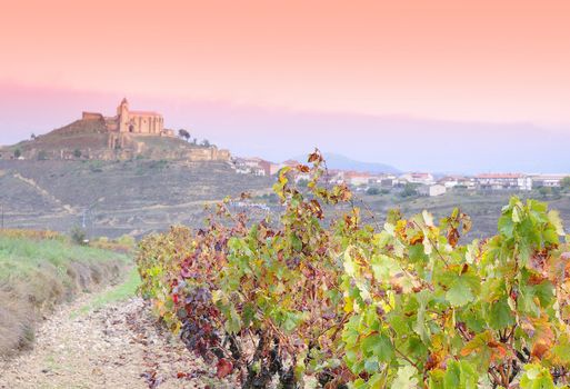 Vineyards in the province of La Rioja in Spain.