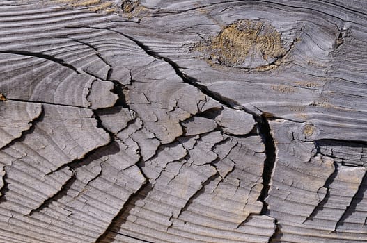 Close-up of wood trunk with cracks in daylight