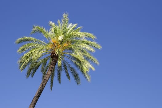 A palm tree isolated on the sky.