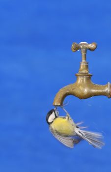 Big tit drinking from faucet against of blue bright background.