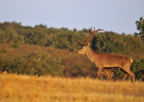 Portrait of majestic powerful adult red deer stag in autumn meadow.