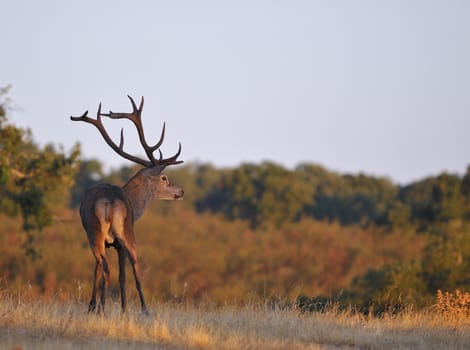 Portrait of majestic powerful adult red deer stag in autumn meadow.