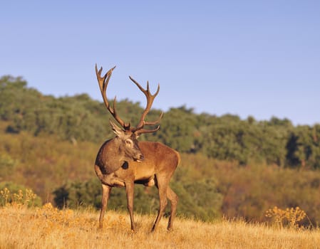 Portrait of majestic powerful adult red deer stag in autumn meadow.