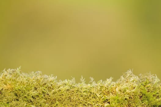 Green background with fern growing.Copy space