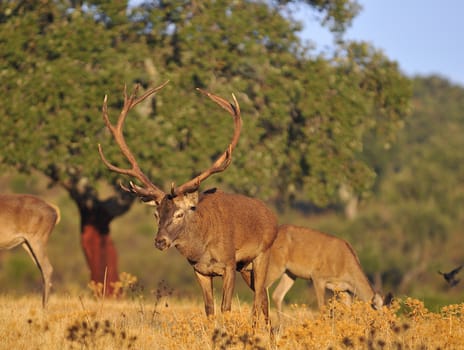 Portrait of majestic powerful adult red deer stag in autumn meadow.