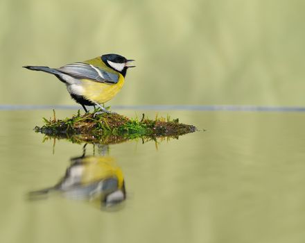 Big tit singing while sitting on wet plot of land. Water reflection.