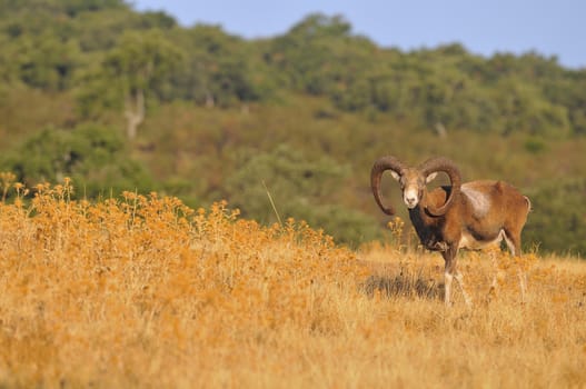 European mouflon in the field in autumn.