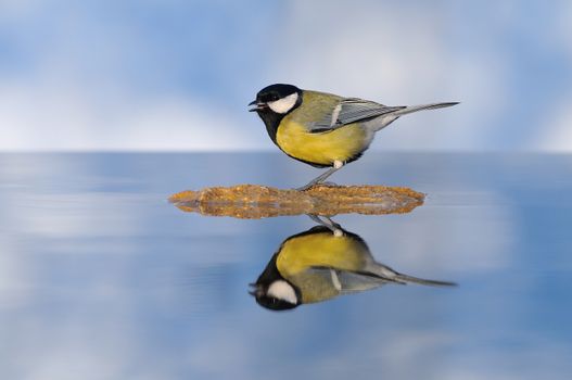 Small great tit with yellow and white spots sitting on rock. Water reflection.