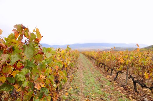 Vineyards in the province of La Rioja in Spain.