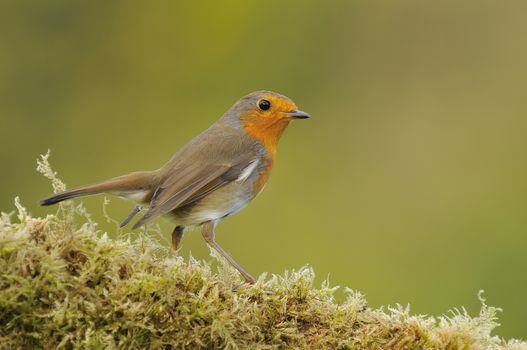 Small robin on fern against of green background