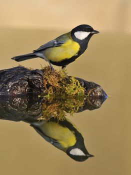 Small great tit with yellow and white spots sitting on rock. Water reflection.