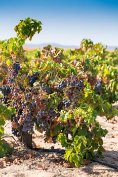 Vineyard with ripe grape for wine ready for picking