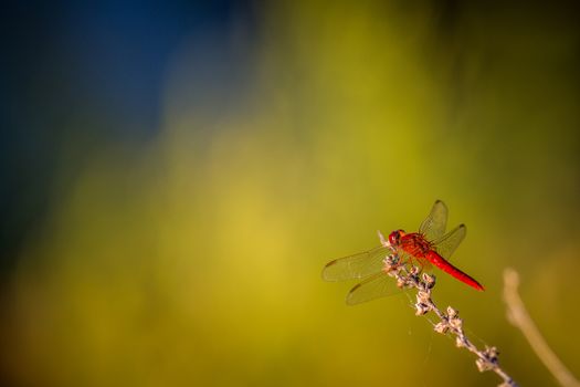 Dragonfly Isolated