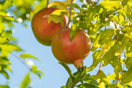 Detail of pomegranate tree with its ripe fruits