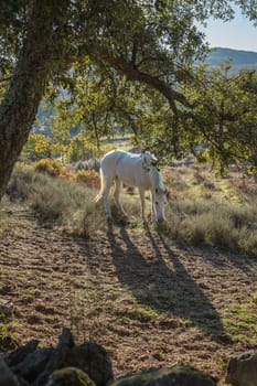 Lonely horse grazing in a mountain field