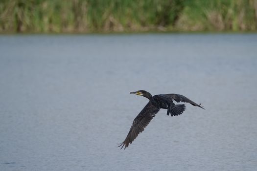 Black cormorant in flight over the river looking for fish to fish and feed