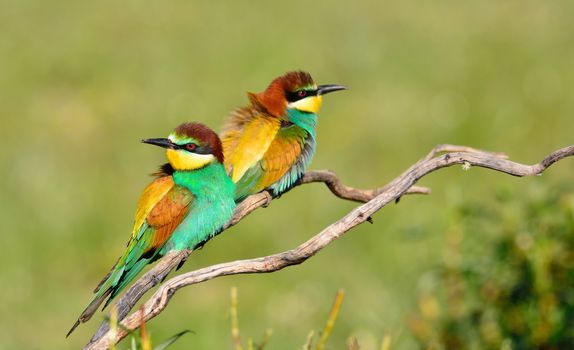 Close-up of colorful bright bee-eaters on tree branch in sunlight