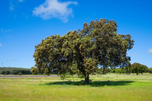 Cork oak tree (Quercus suber) in morning sun, Extremadura, Spain, Europe