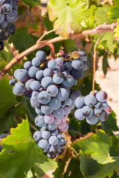 Vineyard with ripe grape for wine ready for picking