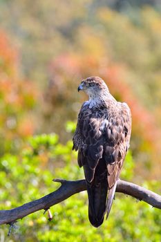 Bonelli's Eagle on leafless tree branch in sunlight.Bokeh