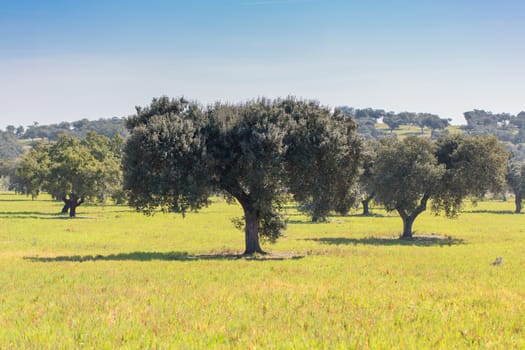 Oaks in the green meadow of extremadura, spain