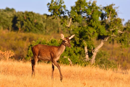 Portrait of brocket red deer stag in autumn meadow.