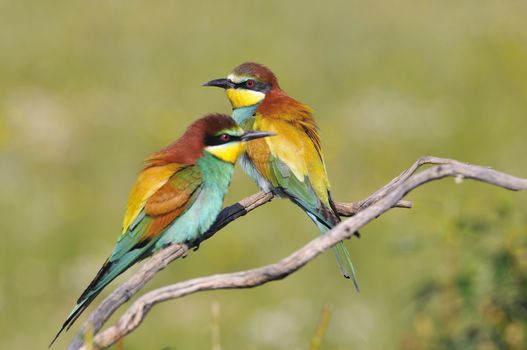 Close-up of colorful bright bee-eaters on tree branch in sunlight