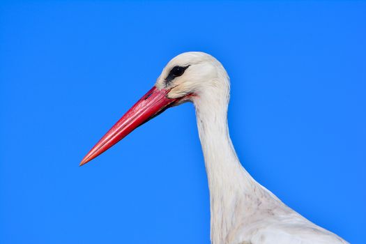 Close-up of white stork with blue sky in the background. Side view