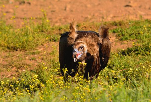 Black vulture walking in bright green grass in sunlight