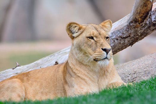 Close-up of lioness lying on green grass while looking away