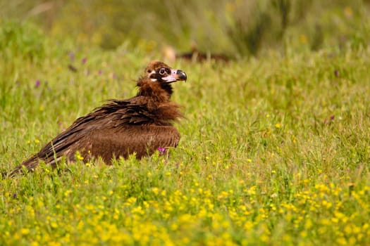 Side view of black vulture walking in bright green grass in sunlight