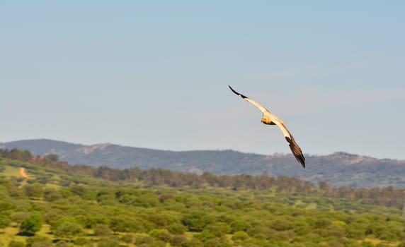 Egyptian vulture with flying wings outstretched.