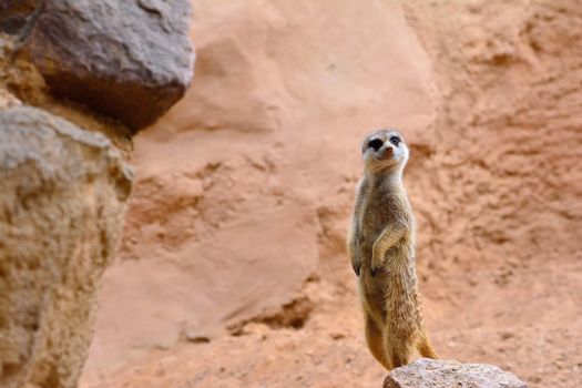 Close-up of attentive suricate standing on rock. Sandy background