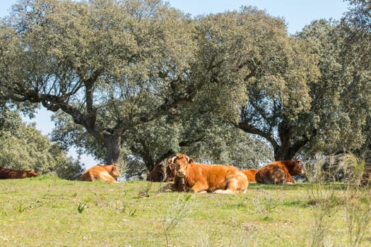 Calves lying down after grazing in the pasture