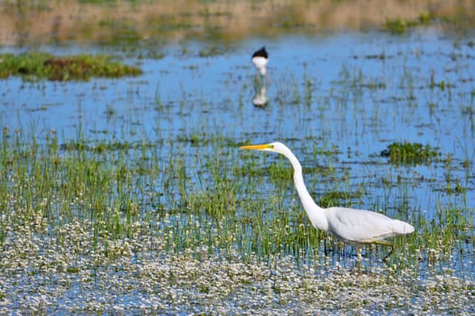 A elegant great egret hunting in a pond.