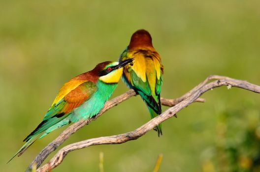 Close-up of bright colorful bee-eaters sitting on branch of tree in sunlight