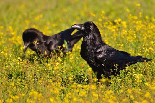 Crow in a field of flowers in spring