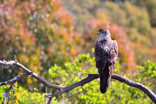 Bonelli's Eagle on leafless tree branch in sunlight.Bokeh
