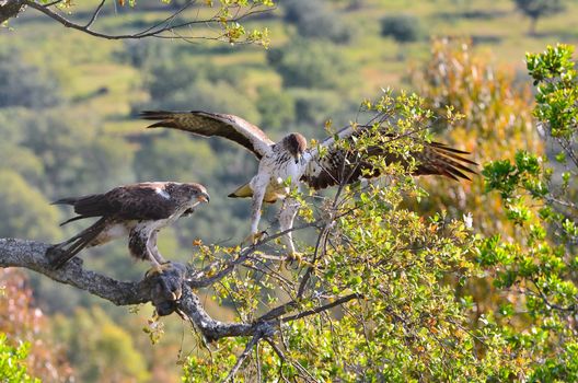View on beautiful wild Bonelli's eagle couple on tree branch in sunlight